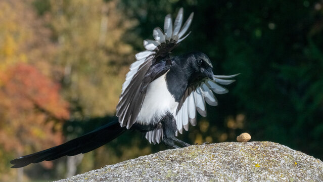 Elster im Anflug auf Futterplatz