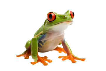 Fototapeta premium Vibrant green red eyed tree frog with bright orange feet isolated on transparent background