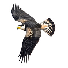 Crested Caracara Bird Flying full body view isolated on white or png transparent background 