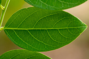 Obraz premium Close-Up of Green Leaf with Clear Veins Pattern