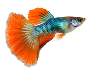 Vibrant orange and blue guppy fish swimming gracefully isolated on transparent background