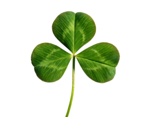 A single vibrant green three leaf clover plant isolated on a transparent background isolated on transparent background
