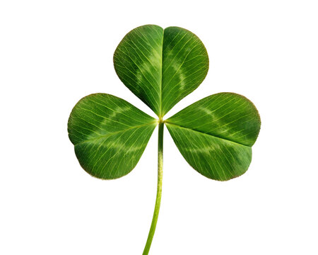 A single vibrant green three leaf clover plant isolated on a transparent background isolated on transparent background