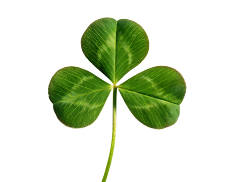 A single vibrant green three leaf clover plant isolated on a transparent background isolated on transparent background