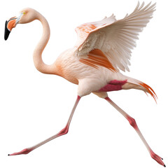 Flamingo Bird run, full body view isolated on white or transparent background 