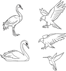 Obraz premium Collection of five hand drawn bird sketches including swans eagles and hummingbird