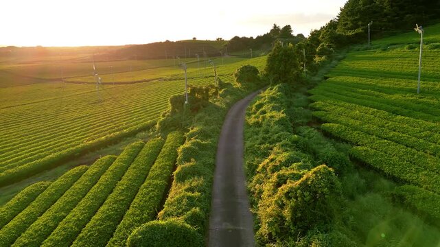 Golden hour View of Tea Plantations and Winding Path at Sunset