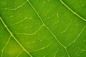 Macro Close-up of Vibrant Green Leaf Veins and Texture