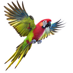 Rosella Parrot Bird Flying full body view isolated on white or transparent background 