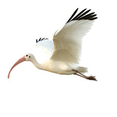 White Ibis Bird Flying full body view isolated on white or png transparent background 