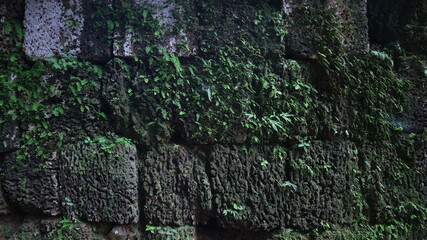 green moss on the wall