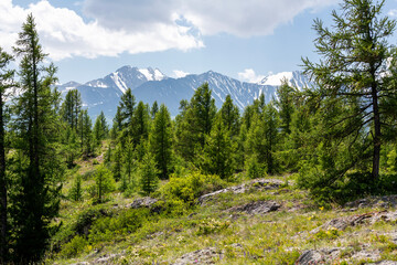 A view of a pine forest against the backdrop of the snow-capped peaks