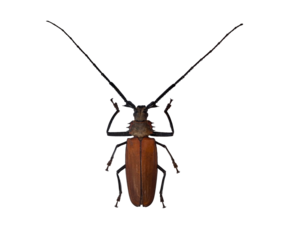 A giant longhorn beetle known as Callipogon armillatus stands out with its striking appearance. Its long antennae and robust body make it a remarkable insect to observe closely.