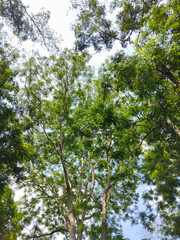 A beautiful upward view of tall trees with lush green leaves reaching toward the bright blue sky