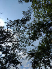 A beautiful upward view of tall trees with lush green leaves reaching toward the bright blue sky
