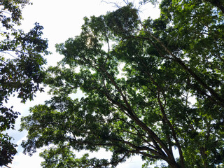 A beautiful upward view of tall trees with lush green leaves reaching toward the bright blue sky