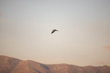 High in the sky, a seagull is dancing with the wind. It is weightless, serene and beautifully free.