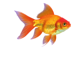 Glossy Neon Coral Goldfish with Transparent Background, 3D Realism Design Element