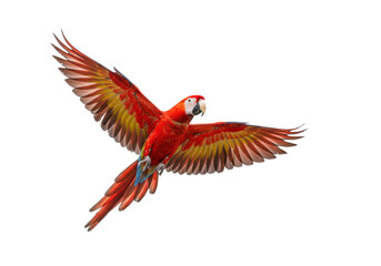 Isolated Scarlet Macaw in full flight against light backdrop with wings outstretched, bright plumage © Emil