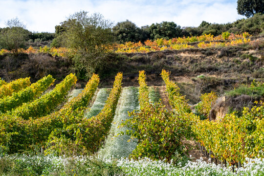 Golden vineyard terraces in La Rioja Spain under soft autumn sunlight revealing geometric rows of vines with red and green leaves highlighting agricultural structure and seasonal atmosphere