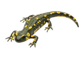Isolated Fire Salamander close-up, an amphibian with black body and yellow spots, crawling