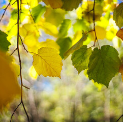 Beautiful autumn with yellow trees and sun. Colorful foliage in the park. Falling leaves natural background
