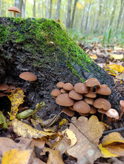 A group of mushrooms growing on a tree stump in the woods