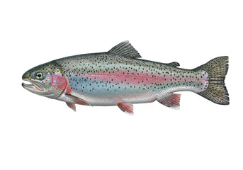 Isolated Rainbow trout art depiction colorful salmonid species freshwater game fish wildlife