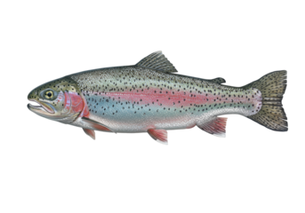 Isolated Rainbow trout art depiction colorful salmonid species freshwater game fish wildlife