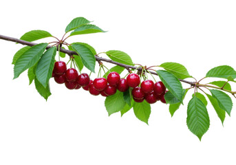 Isolated branch with sweet cherry fruits and green leaves against a clean backdrop, summer