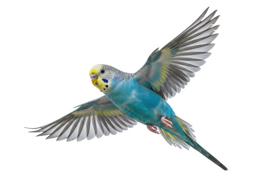 Isolated blue bird, parakeet in flight with wings spread, small avian animal, pet bird