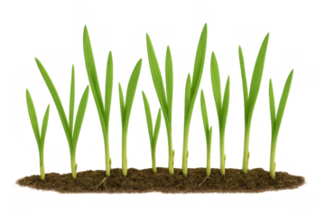 Young green sprouts growing from earth on transparent background