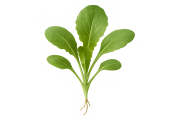 Fresh bok choy seedling plant with roots and green leaves