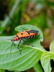 red bug on a leaf
