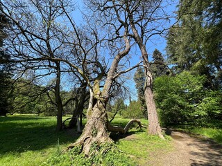 Horticultural monument arboretum Opeka (Croatia) - Das Arboretum Opeka oder Pflanzensammlung im Park von Schloss Opeka (Kroatien) - Hortikulturni spomenik arboretum Opeka (Vinica, Hrvatska)