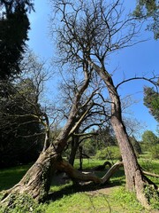 Horticultural monument arboretum Opeka (Croatia) - Das Arboretum Opeka oder Pflanzensammlung im Park von Schloss Opeka (Kroatien) - Hortikulturni spomenik arboretum Opeka (Vinica, Hrvatska)