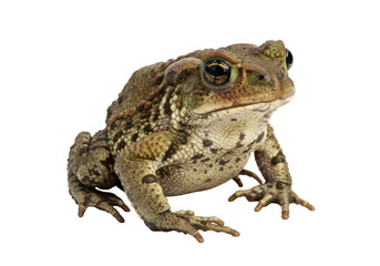 Isolated amphibian animal species, a toad with olive green skin and spots, large bulging eyes