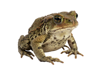 Isolated amphibian animal species, a toad with olive green skin and spots, large bulging eyes