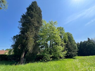 Horticultural monument arboretum Opeka (Croatia) - Das Arboretum Opeka oder Pflanzensammlung im Park von Schloss Opeka (Kroatien) - Hortikulturni spomenik arboretum Opeka (Vinica, Hrvatska)