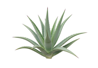 Isolated Agave Plant, perennial succulent with sharp spines and pointed leaves, exotic garden specimen