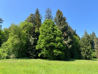 Obraz premium Horticultural monument arboretum Opeka (Croatia) - Das Arboretum Opeka oder Pflanzensammlung im Park von Schloss Opeka (Kroatien) - Hortikulturni spomenik arboretum Opeka (Vinica, Hrvatska)