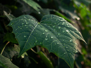 Fresh Morning Dew Droplets on Green Papaya Leaf - Natural Water Beads on Tropical Plant Macro Close-Up
