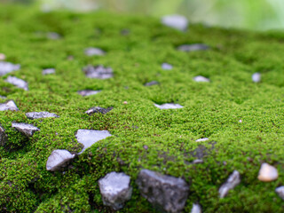 Vibrant Green Moss Growing on Weathered Surface Close-Up - Natural Texture Macro with Shallow Depth of Field