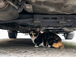 Calico cat sitting under old car on concrete ground looking at camera with alert expression
