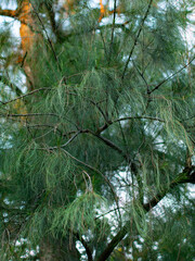 Close up view of casuarina pine tree branches with delicate needle leaves moving in gentle wind