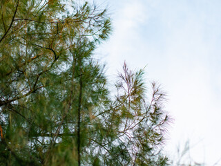 Casuarina pine tree with needle-like leaves swaying gently against clear blue sky in tropical climate