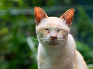 Close up portrait of white cream cat with closed eyes enjoying peaceful moment in blurred green garden background