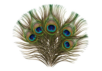 Obraz premium Isolated arrangement of peacock feathers for design embellishment and ornamentation