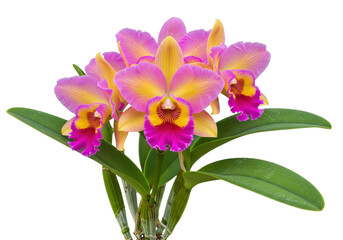 Isolated Cattleya orchids flowers in bloom, a bunch of floral buds with stems, vibrant hues
