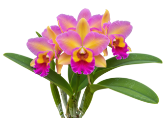 Isolated Cattleya orchids flowers in bloom, a bunch of floral buds with stems, vibrant hues
